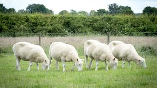 ¿Qué pasó con los cuatro clones de la oveja Dolly?