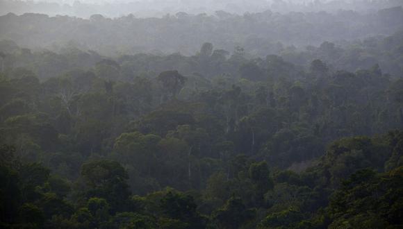 La selva tropical en la parte sur del estado amazónico de Pará, cerca de Belo Monte, Brasil.