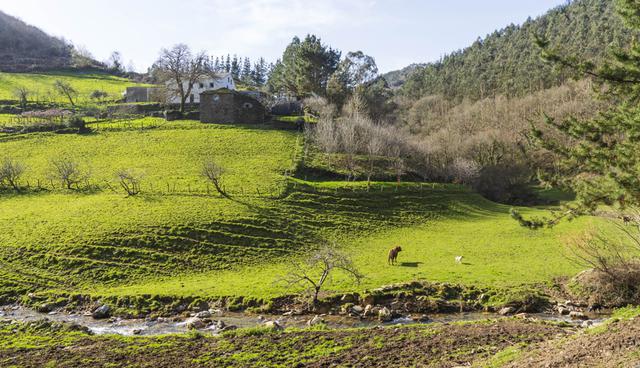 FOTO 5 |  Cows graze by a stream by Alberto Hidalgo’s hamlet in Asturias.Photographer: Angel Navarrete/Bloomberg