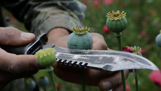 El precio del opio se dispara en Afganistán tras el retorno al poder de los talibanes