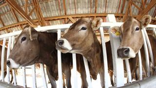 Perú recibe certificación oficial como país libre de fiebre aftosa