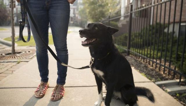 FOTO 13 | 13. Cuidador / Paseador de animales. Ya sea que quieras pasear perritos, bañarlos, darles de comer o simplemente cuidarlos, este es un trabajo muy flexible que te permite ganar dinero extra. Amar a los animales y sentirte cómodo estando con ellos es un requisito básico para este trabajo, y en Estados Unidos puedes llegar a ganar hasta $13.79 la hora.

Para promocionar tus servicios puedes hacer flyers y pegarlos en tiendas de animales, parques y veterinarias. (Foto: Getty)