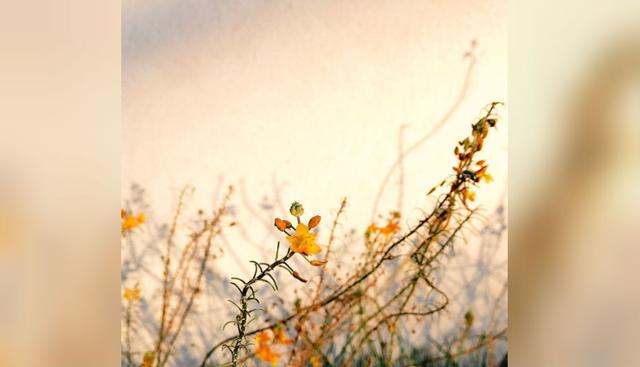 FOTO 7 | Primer lugar en la categoría Floras. Imagen tomada en California con un iPhone 7. (Foto: Alison Helena Campbell)