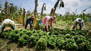 Plaga Fusarium no afectaría producción de banano en corto plazo, pero ventas podrían caer