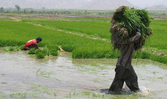 Ya en el 2017, la producción nacional de arroz en cáscara en marzo llegó a 232,652 toneladas, volumen mayor en 80% respecto al mes anterior, pero inferior en 7% frente a la producción de marzo del 2015 (251,002 toneladas).