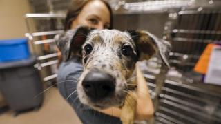 Día de los Enamorados se extiende a las mascotas estadounidenses