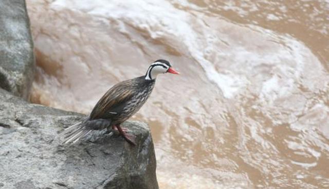 FOTO 7 |  Pato de los torrentes: Es un ave espectacular por su forma de vida y belleza. Vive en los ríos de las vertientes andinas, con abundantes rocas, donde nada ágilmente, incluso en ríos de aguas torrentosas.