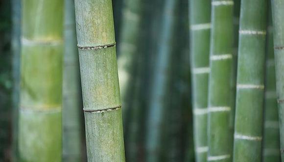 La Estrategia Nacional del Bambú tendrá como meta sumar más de 4,000 nuevas hectáreas de esta especie forestal en el Perú. (Foto: Pixabay/Referencial)
