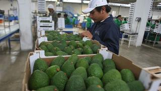 Exportaciones de frutas y hortalizas crecieron 6% hasta julio, reporta Adex