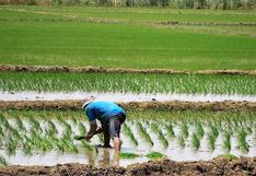 Interoc busca desarrollar semillas de arroz en el Perú: la estrategia detrás