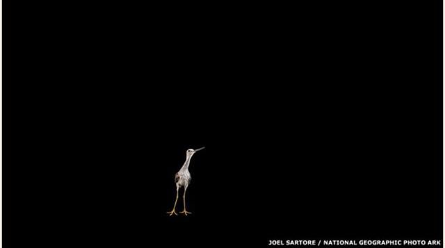 La colección actual de Photo Ark incluye más de 5.000 especies, pero Sartore intenta retratar 12.000 especies. Este chorlo de patas amarillas fue fotografiado en el Zoológico de Tulsa. (Foto: bbc)