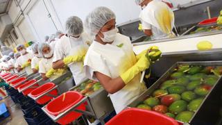 Mangos “Ready to eat” apuntan a supermercados de Estados Unidos