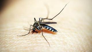 Brote de dengue en Perú: ¿Qué dice la OMS sobre esta enfermedad?