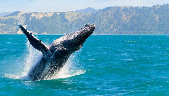La temporada de avistamiento de ballenas generaría un impacto económico en las playas del norte del país. Foto: shutterstock