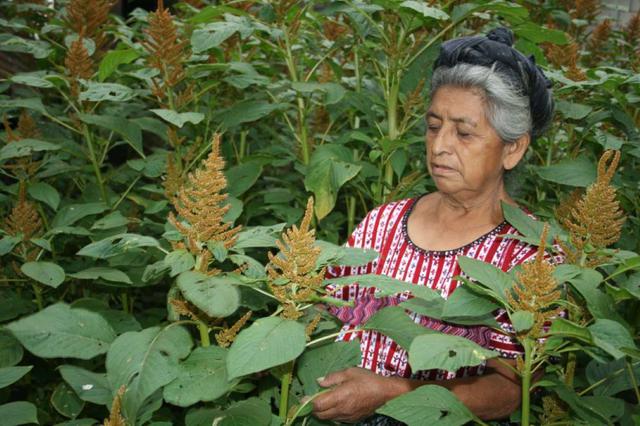 FOTO 4 | El amaranto es una semilla criolla nativa, rica en minerales, que contiene aminoácidos de alto valor biológico que ayuda a la memoria. Tras dos meses de trabajar la tierra, un grupo de 10 mujeres están listas para recoger la cosecha. Esta fotografía del pueblo kaqchikel en Guatemala también fue premiada con una mención honorífica.