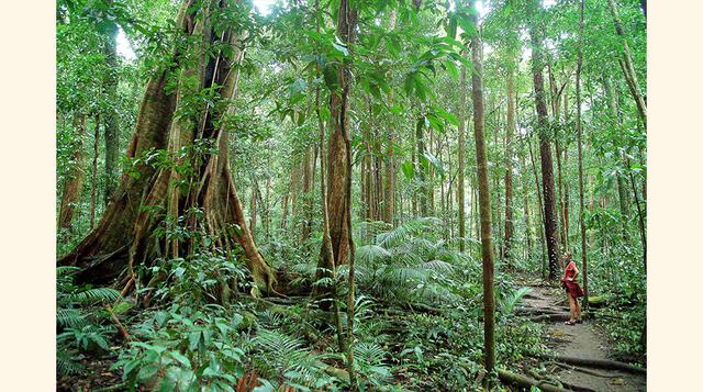 Australia Oriental, 3-6 millones de ha. Según el World Economic Forum, la falta de voluntad de las instituciones australianas y su deficiente estrategia nacional son las responsables de la deforestación en este bosque, hogar del 10% de las especies terres