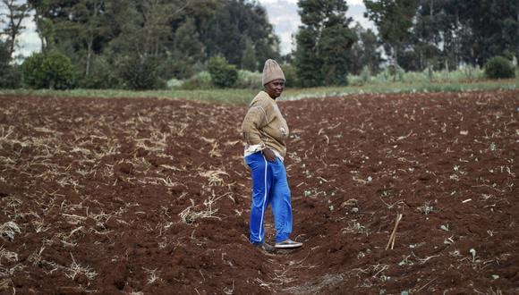Los altos precios de los fertilizantes hacen que los alimentos en todo el mundo resulten más caros y menos abundantes. (AP Photo/Brian Inganga)