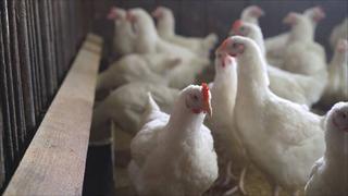 UE limita entrada de aves de corral de Canadá, EE.UU. y Reino Unido por gripe aviar