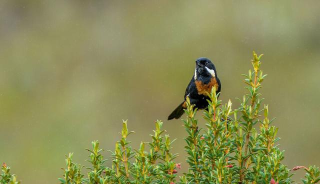 FOTO 6 | 109 especies de fauna bajo categoría de amenaza serán protegidos por el ACR Vista Alegre Omia. (Foto: Michell León/APECO).