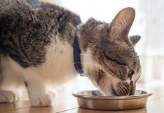 Purina® Institute lanza un alimento balanceado para reducir los alérgenos de los gatos