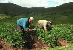 Sector agropecuario de Perú crece 3.8% en julio, ¿qué productos impulsaron el alza?