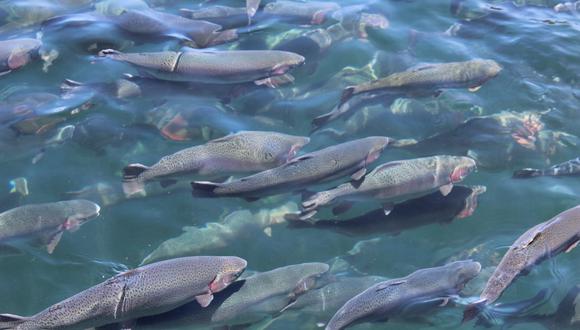 ¿El Estado debería priorizar la acuicultura? (Foto: GEC)
