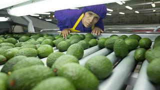 Crece interés por cultivar palta Hass en la sierra debido a mayores precios de venta