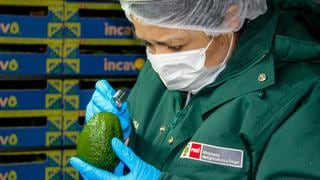 Minagri proyecta que exportaciones de palta peruana alcanzarían los US$ 770 millones este año