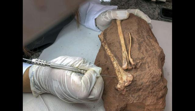 Vivió hace 90 millones de años y fue identificada en el municipio de Cruzeiro do Oeste, en el sur de Brasil. (Foto: AFP)