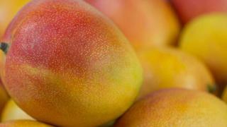 Campaña de mango cerraría con caída de 34% y se incumpliría un tercio de demanda de exportación