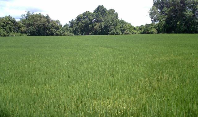 En marzo del 2017, la superficie cosechada de arroz es cáscara alcanzó las 27,010 hectáreas, cantidad superior en 39% respecto al mes anterior. Sin embargo, fue inferior en 8% frente a la superficie cosechada en marzo del 2016.