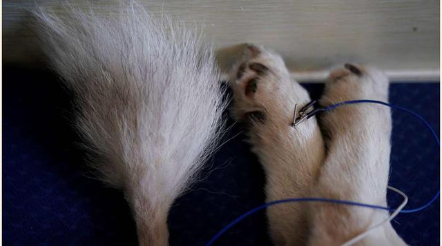 FOTO 6 | Detalle de un animal  en el Shanghai TCM.