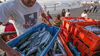 Bono del Pescador: más de 32 mil beneficiados recibieron subsidio económico de S/ 500