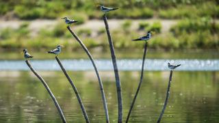 Promperú presenta a equipo ganador de concurso de avistamiento de aves