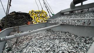Produce suspende actividades extractivas de la anchoveta en zona del litoral