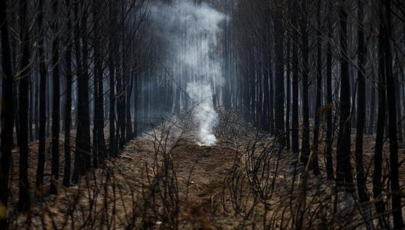 Árboles y vegetación quemados por un gran incendio en Hostens, mientras los incendios forestales continúan extendiéndose en la región de la Gironda, en el suroeste de Francia. 11 de agosto de 2022. Foto: REUTERS/Stephane Mahe