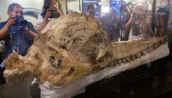 El hallazgo del fósil prehistórico hallado en Ocucaje (Ica) se hizo en 2020, pero este año fue puesto en exhibición. (Foto: AFP)