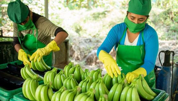Junaba agrupa a más de 10 mil productores de banano orgánico con similar números de hectáreas.