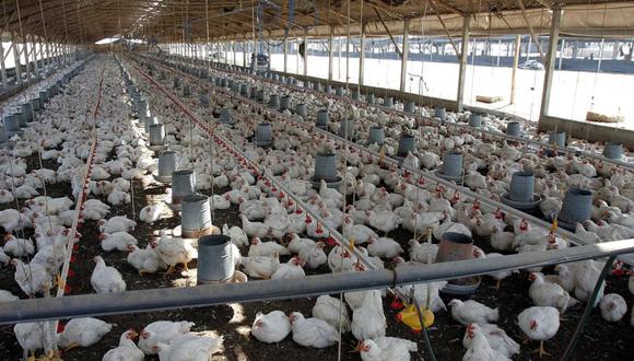 El Senasa informó que en el 2023 se reportaron 10 granjas donde se detectó gripe aviar en las aves de un total de 1,400 granjas registradas. Foto: GEC