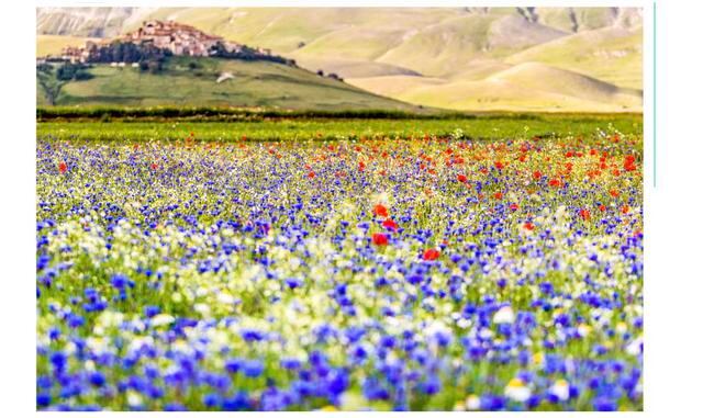 FOTO 10 | Castelluccio, Umbría. Castelluccio es una pequeña ciudad altiplánica situada en el Parco Nazionale dei Monti Sibillini, un parque nacional. Cada verano, el valle se transforma en una alfombra de flores repletas de colores amarillas y violetas du