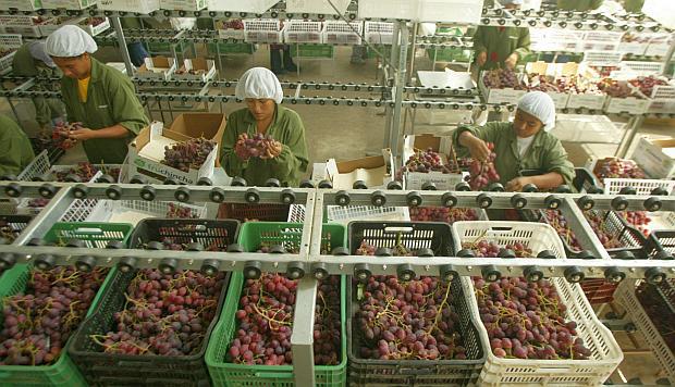El negocio de las uvas se encuentra en crecimiento. (Foto: GEC)