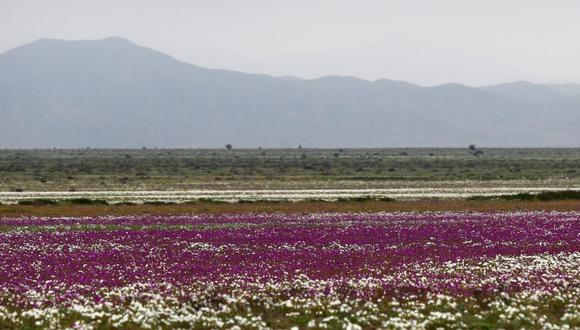 El desierto de Atacama luce lleno de flores de diferentes colores gracias a las lluvias caídas en el norte de Chile. (Foto: EFE).