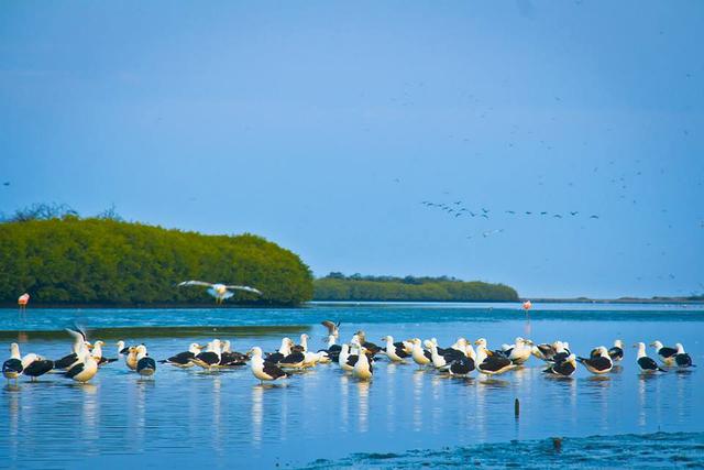 Foto 7: Área natural protegida en la que se conservan manglares de hasta 25 metros de altura, humedales y bosques. Las rutas turísticas son “Ruta tradicional”: Recorrido desde el embarcadero de Puerto 25 o embarcadero de Puesto de Control El Algarrobo - Estero Zarumilla - Sendero El Oscuro. (Foto: usi)