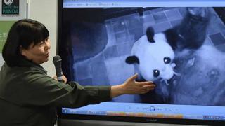Nuevo oso panda de Tokio tendría un impacto económico de US$ 242 millones