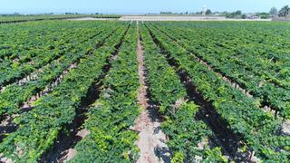 Viña Vieja impulsa línea de vinos con producción en el exterior