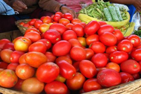 Entre enero y octubre del presente año, el Perú exportó 1′945,719 kilos de tomate fresco por un valor FOB de US$ 588,207.
