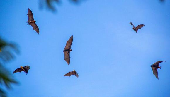 No está claro si China está tomando muestras de sus numerosas cuevas de murciélagos, pero ya se habían encontrado virus similares al SARS-CoV-2 en la provincia suroccidental de Yunnan. (GETTY IMAGES)