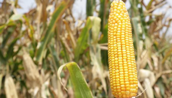En Perú, la producción por hectárea de maíz amarillo duro es de siete toneladas, en otros países como Argentina, están sobre los ocho o nueve toneladas.
