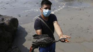Derrame de petróleo: la mitad de las aves acogidas por el Parque de las Leyendas fallecieron