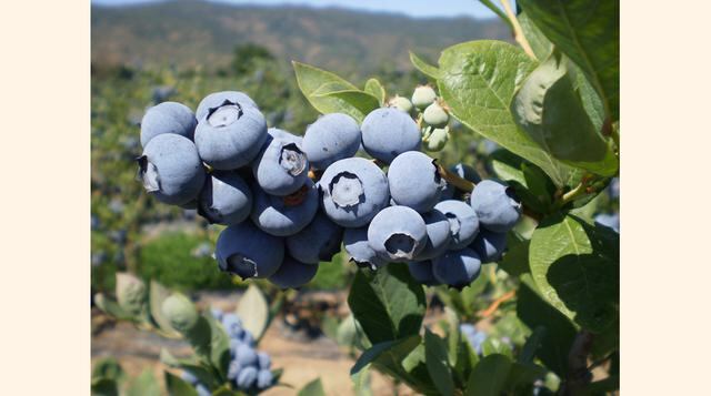 Arándanos. Fuente natural de polifenoles, vitaminas E, C, hierro y magnesio. Tu sistema inmunológico te lo agradecerá si añades estos frutos a tu dieta. (Foto: USI)